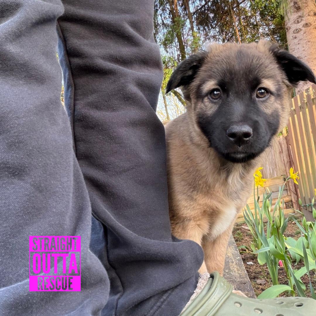 Enlarge Mook, an adopted mixed breed in Vancouver, BC image 2/6