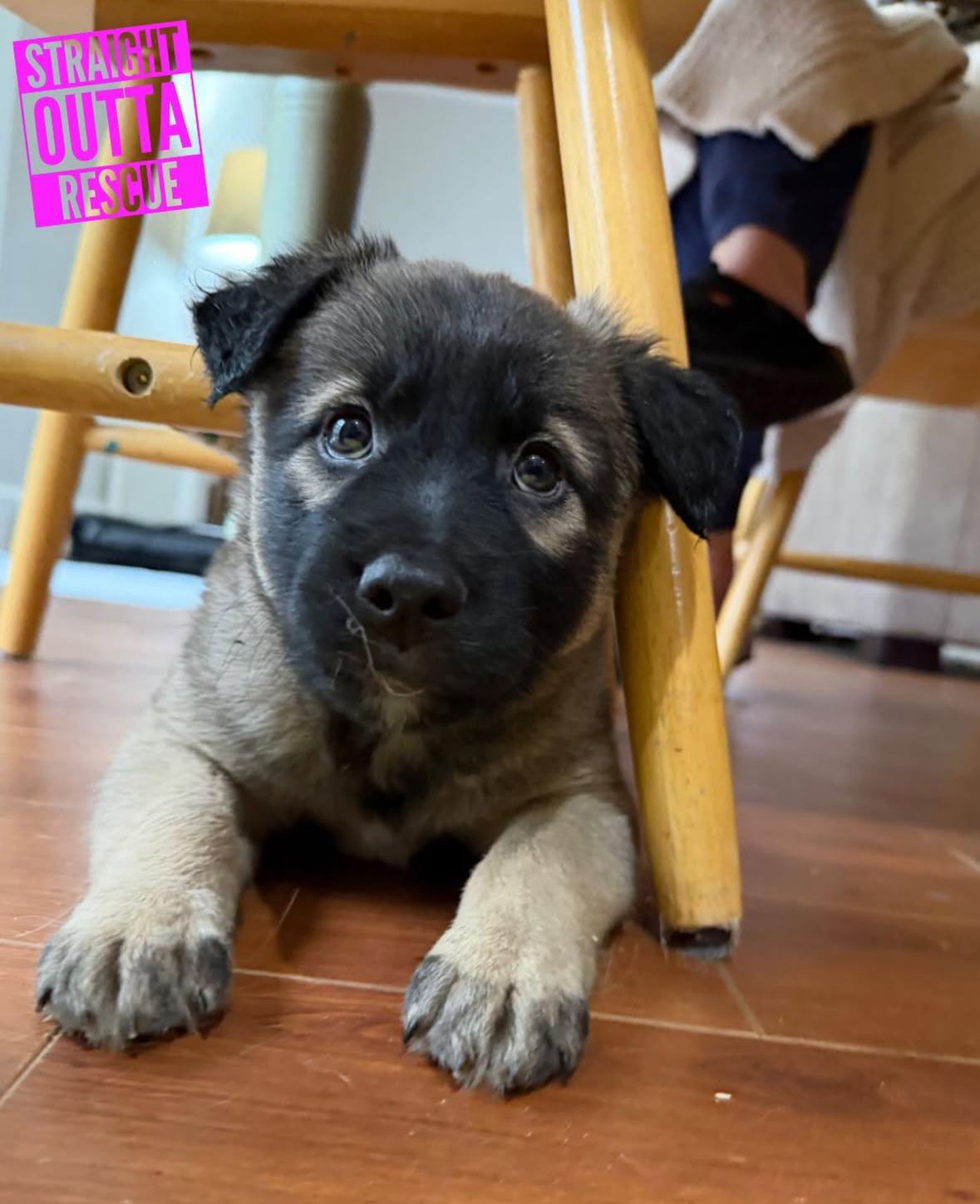 Enlarge Mook, an adopted mixed breed in Vancouver, BC image 3/6