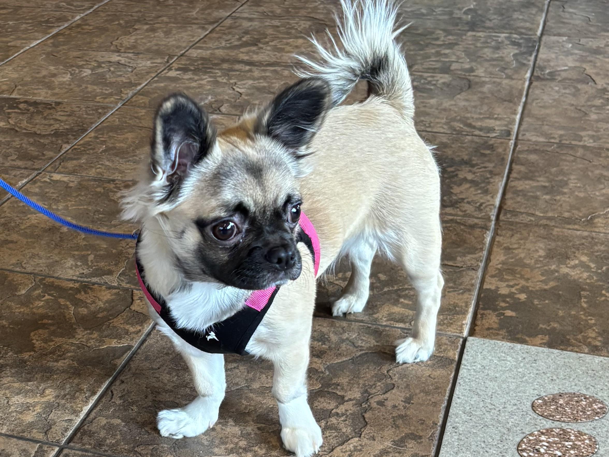 Grace, ADOPTABLE, Young Female Pug & Corgi.