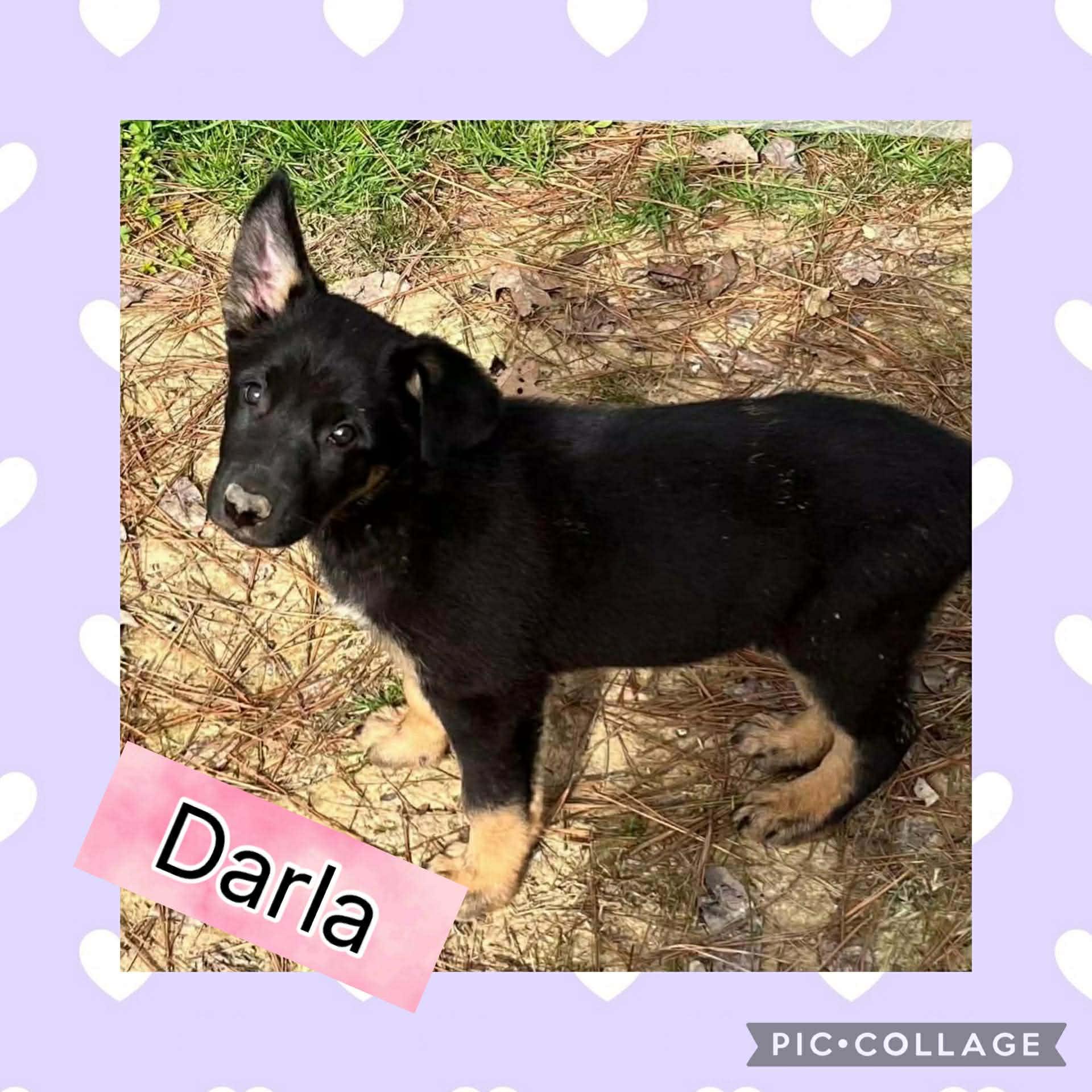 Darla