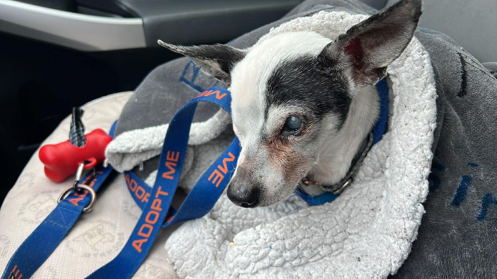 Enlarge Jack Sparrow, a ADOPTABLE mixed breed in Whitewater, WI image 5/6