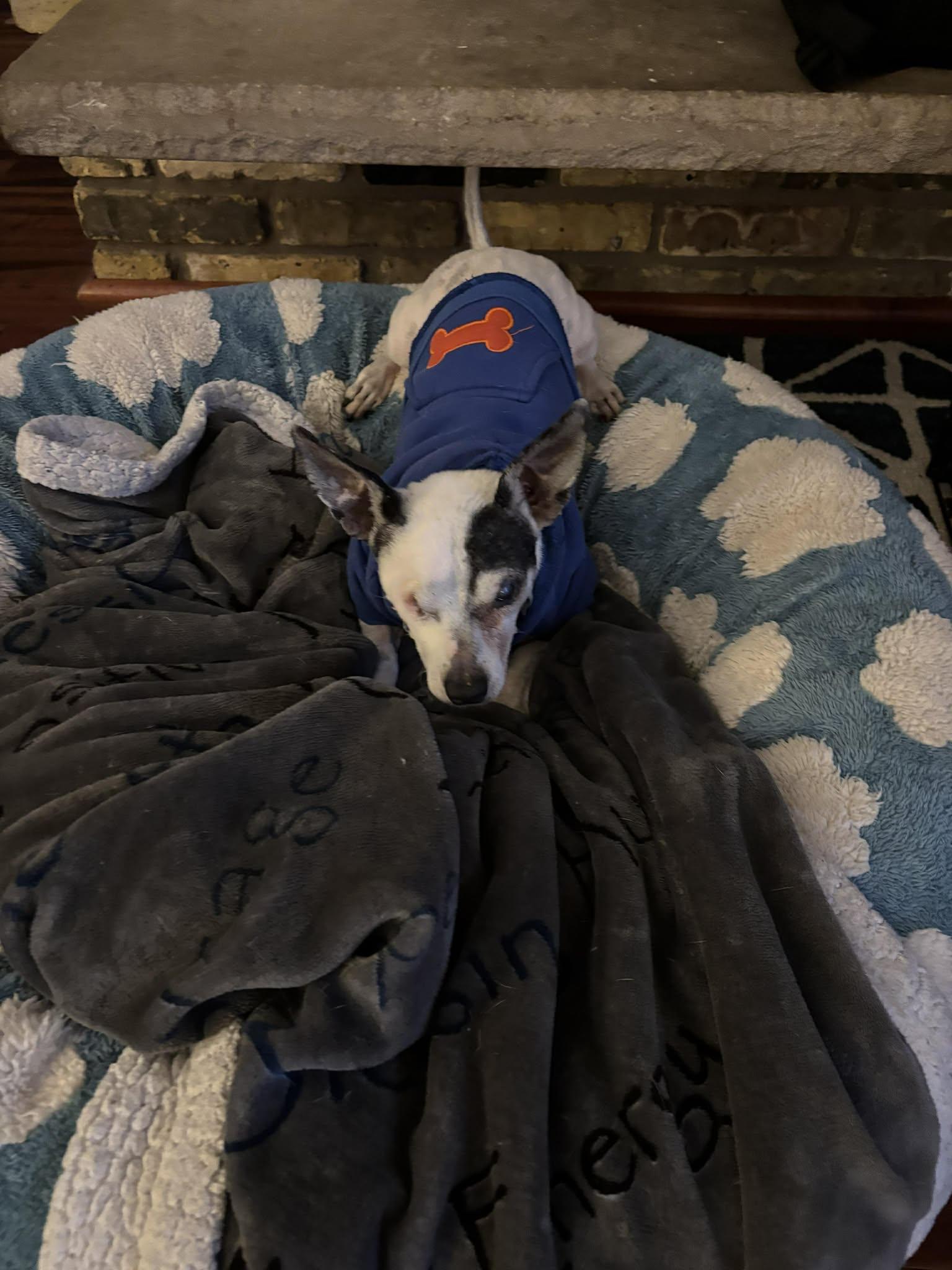 Enlarge Jack Sparrow, a ADOPTABLE mixed breed in Whitewater, WI image 6/6