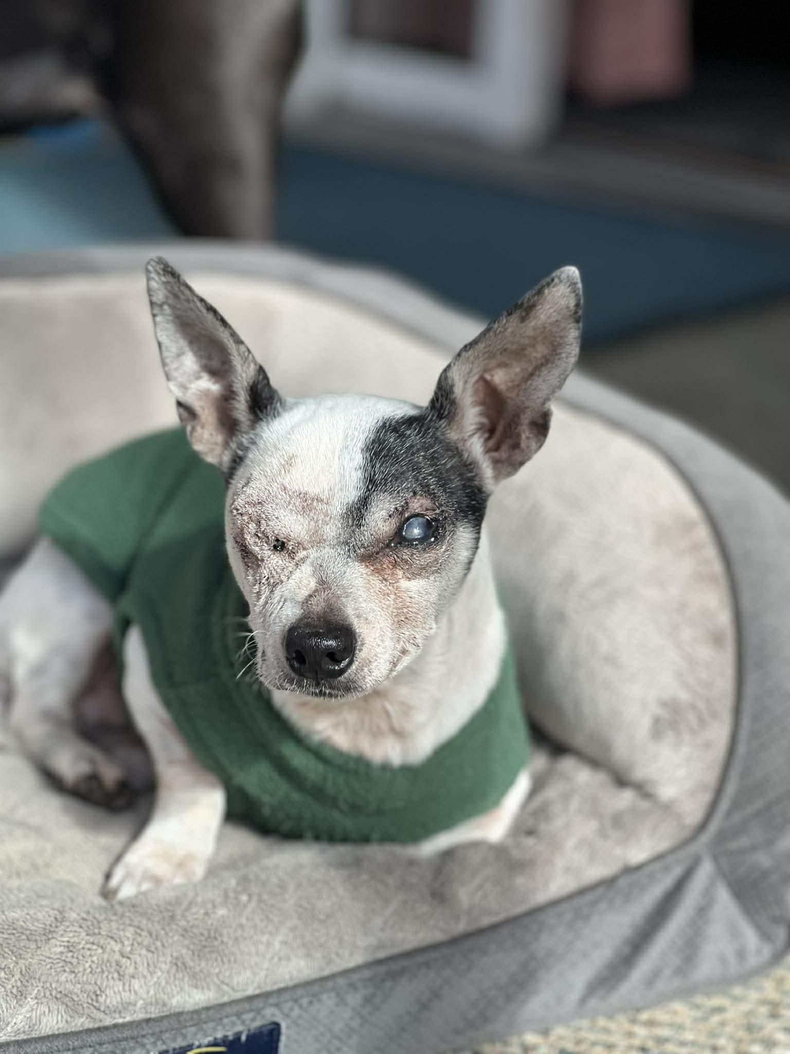 Jack Sparrow, ADOPTABLE, Senior Male Chihuahua & Jack Russell Terrier.