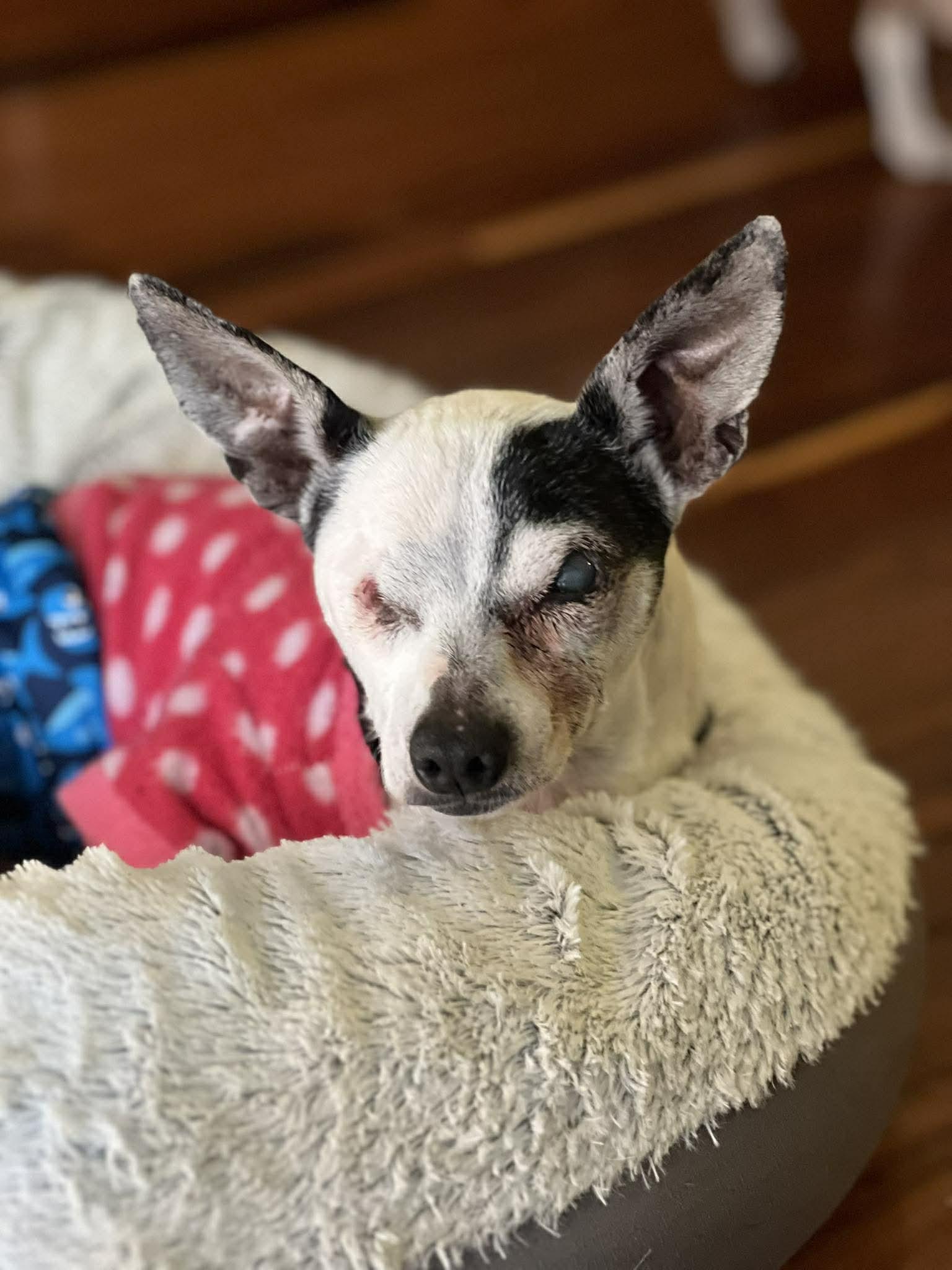 Enlarge Jack Sparrow, a ADOPTABLE mixed breed in Whitewater, WI image 3/6