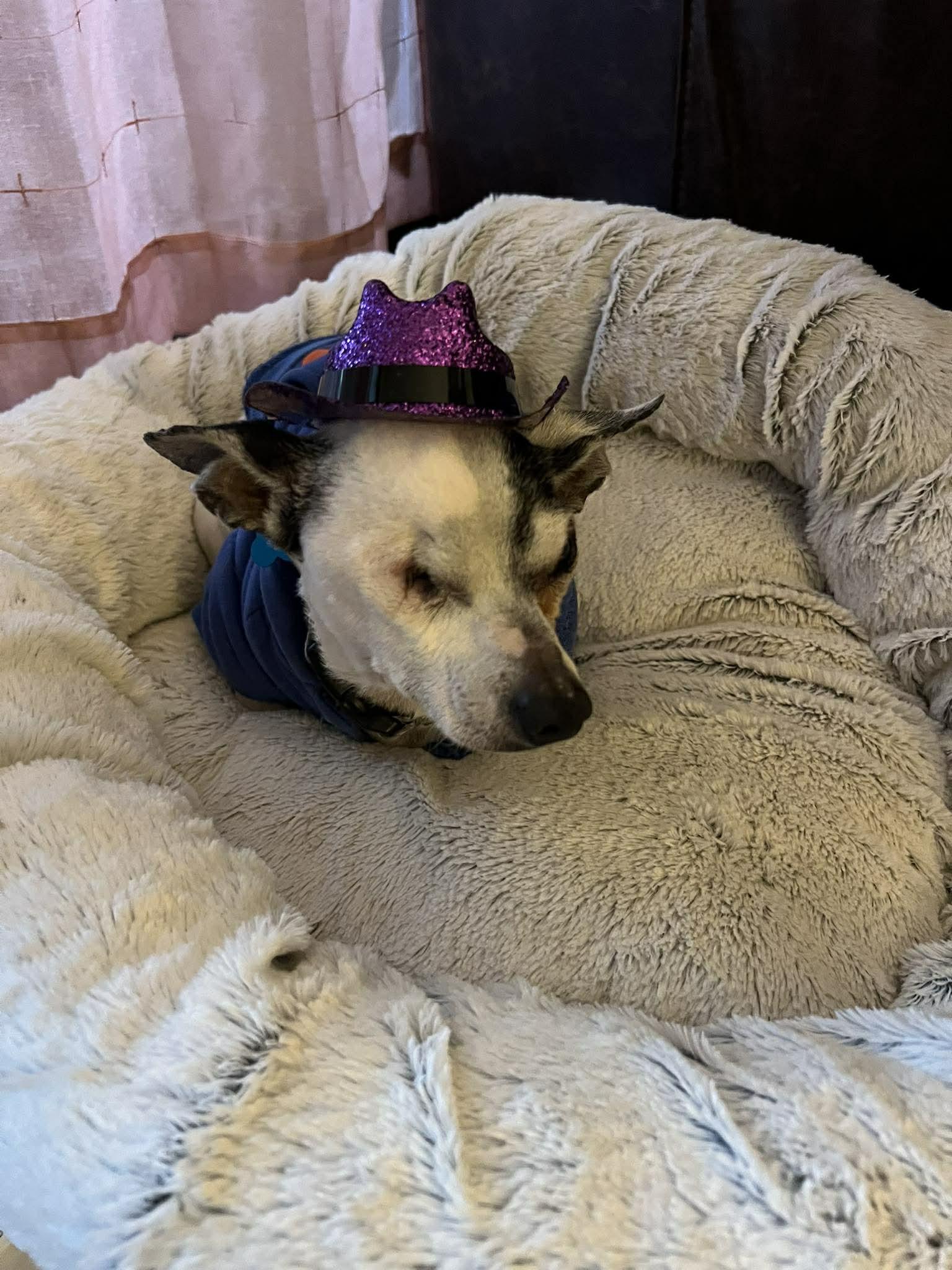 Enlarge Jack Sparrow, a ADOPTABLE mixed breed in Whitewater, WI image 2/6