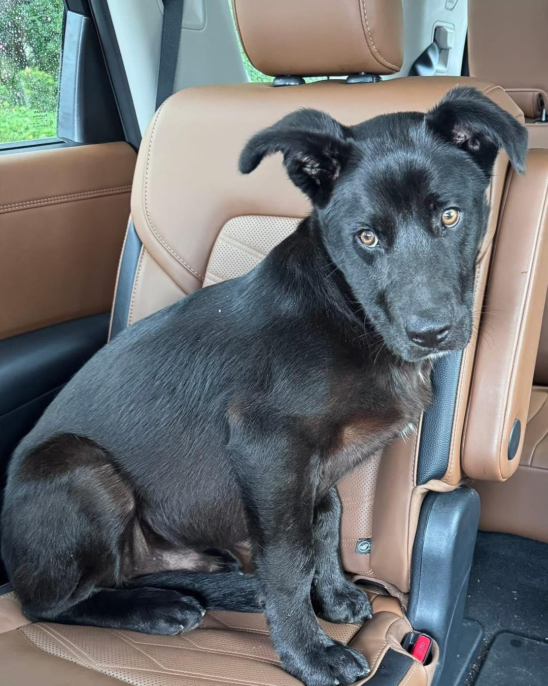Enlarge Cash, a ADOPTABLE mixed breed in Saint Petersburg, FL image 1/1
