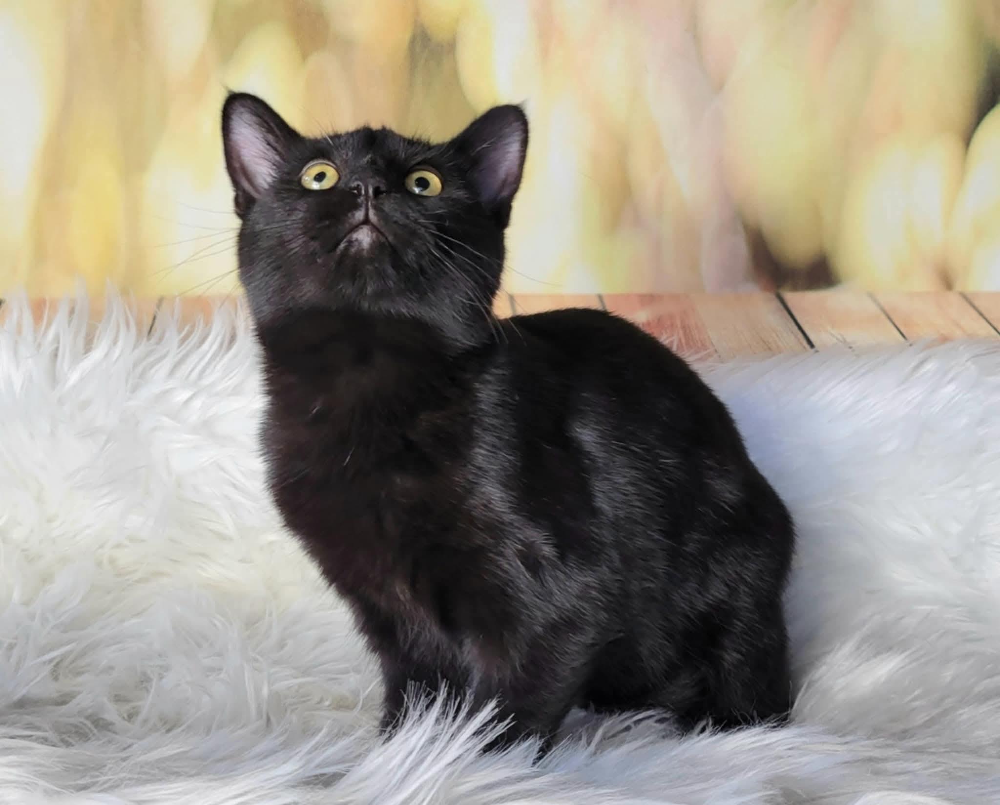 Enlarge Titan, an adoptable mixed breed in Greensburg, PA image 2/6