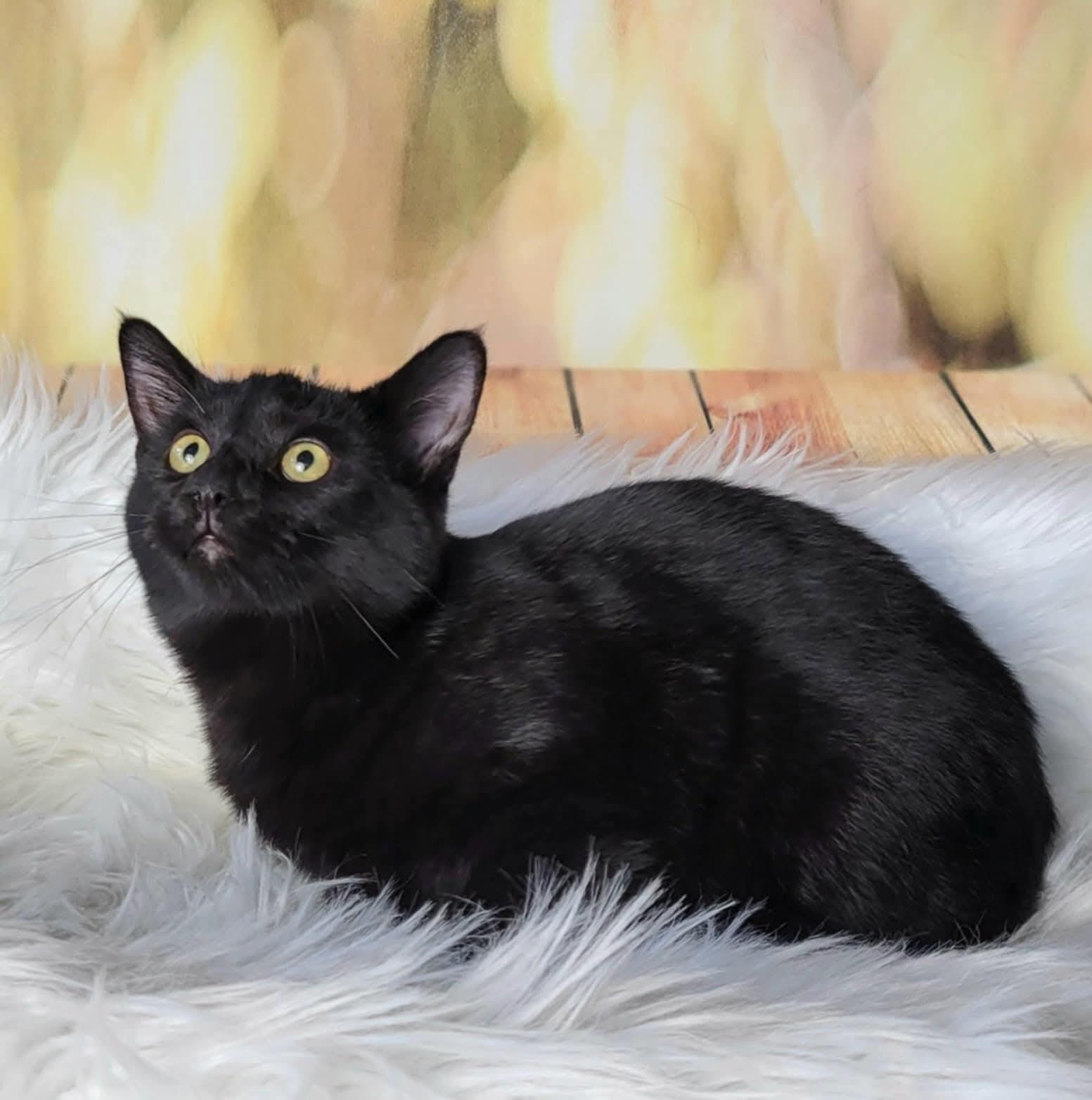 Enlarge Titan, an adoptable mixed breed in Greensburg, PA image 3/6
