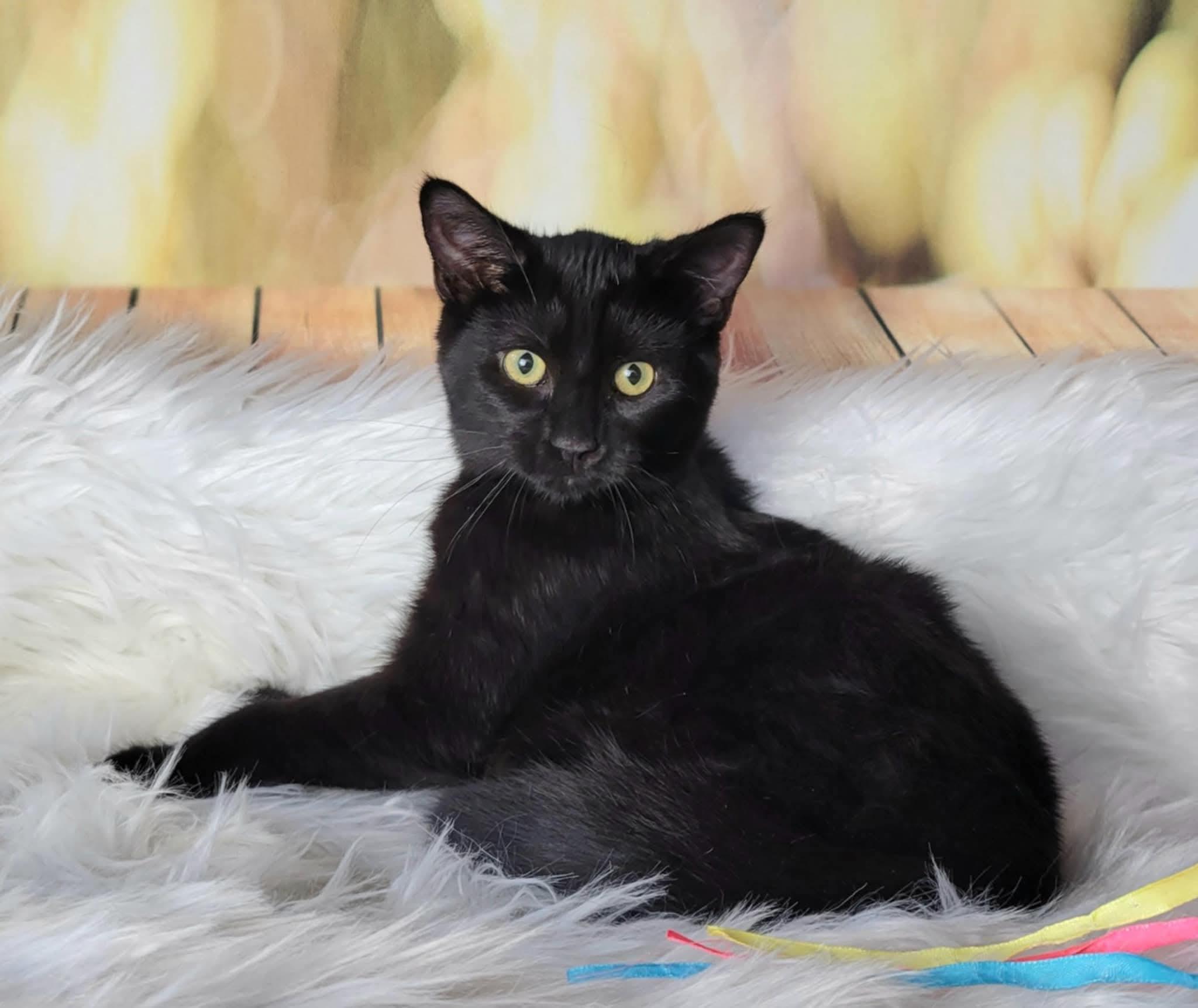 Enlarge Titan, an adoptable mixed breed in Greensburg, PA image 4/6