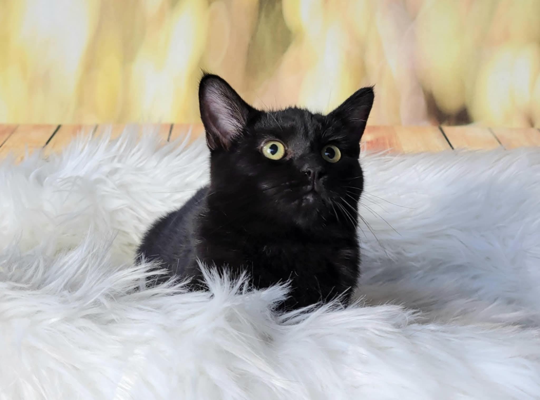 Enlarge Titan, an adoptable mixed breed in Greensburg, PA image 6/6