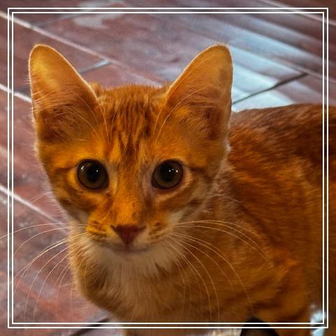 Biscotti, Adoptable, Young Female Domestic Short Hair.