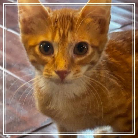 Enlarge Biscotti, a Adoptable Domestic Short Hair in Riverside, CA image 2/3