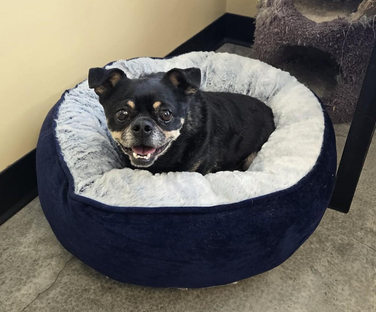 Enlarge Pepe, an adopted mixed breed in Larned, KS image 2/3