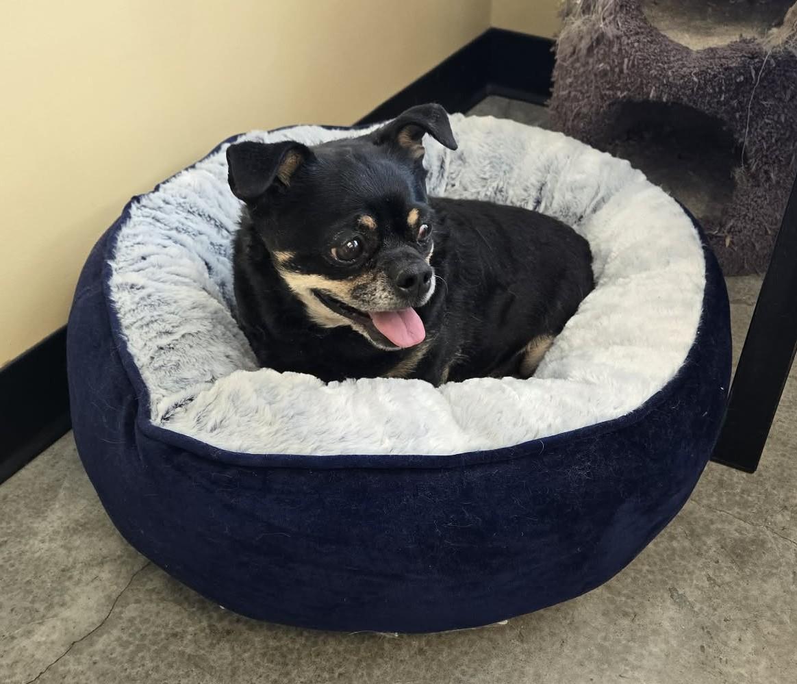 Enlarge Pepe, an adopted mixed breed in Larned, KS image 3/3