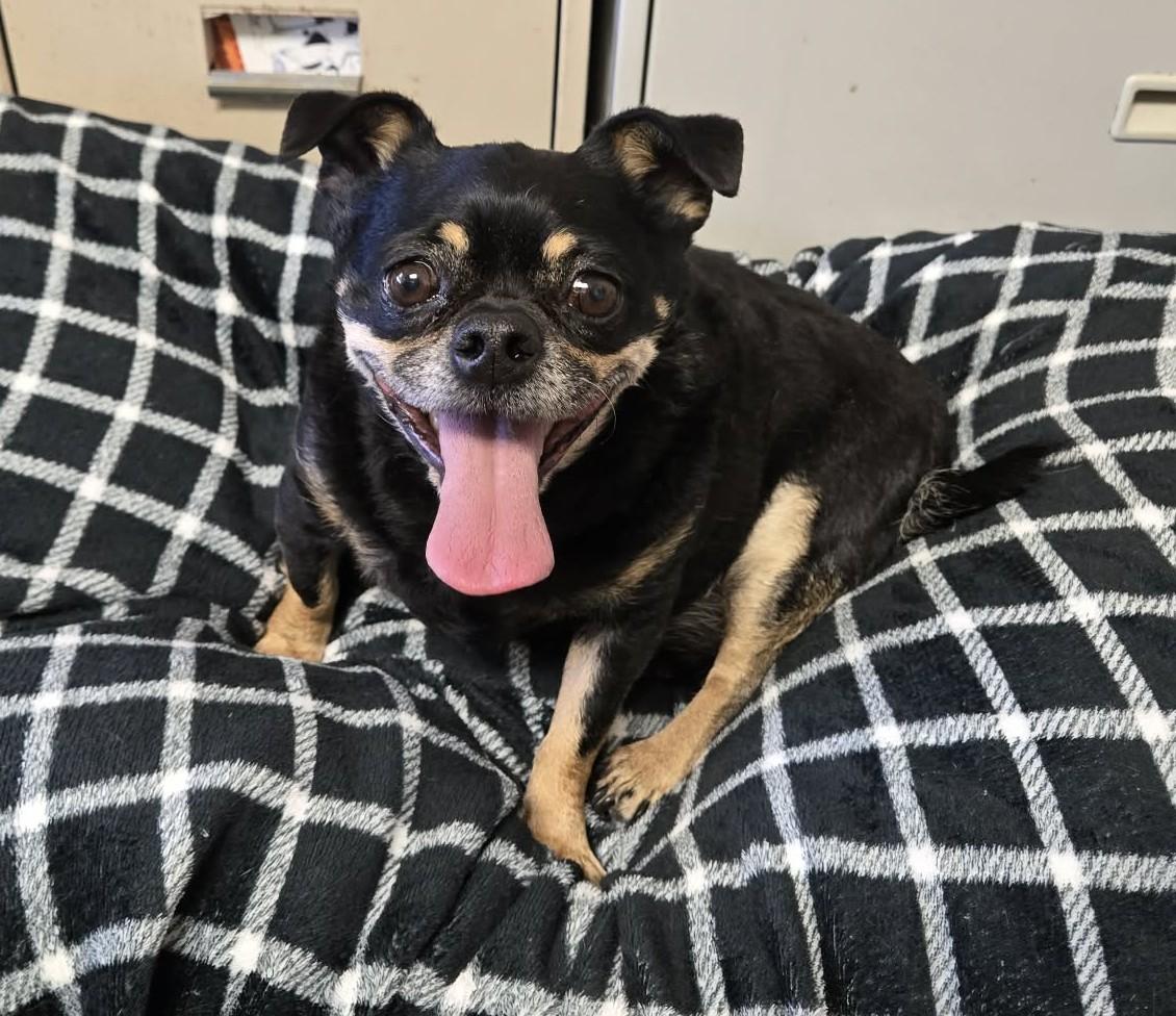 Pepe, adopted, Adult Male Pug.