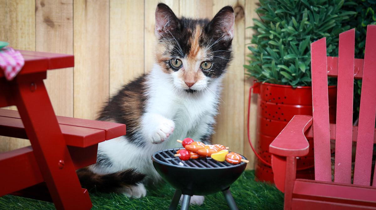 Calypso, an adopted mixed breed in Parker, TX image 5/6