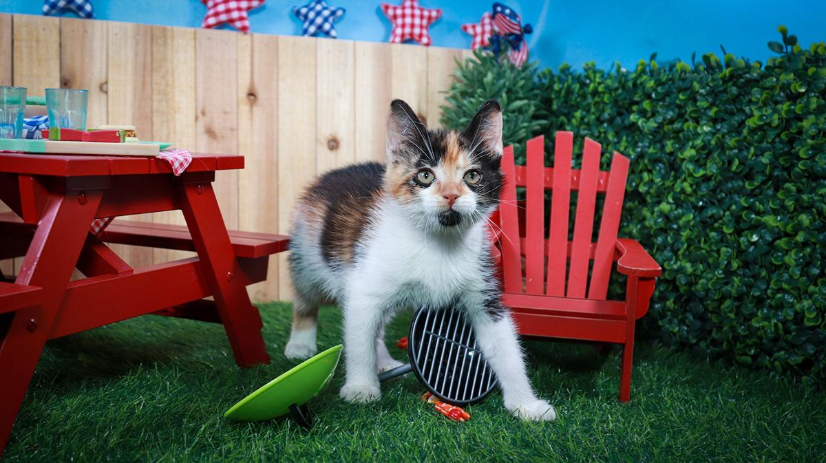 Calypso, adopted, Kitten Female Calico & Domestic Short Hair.