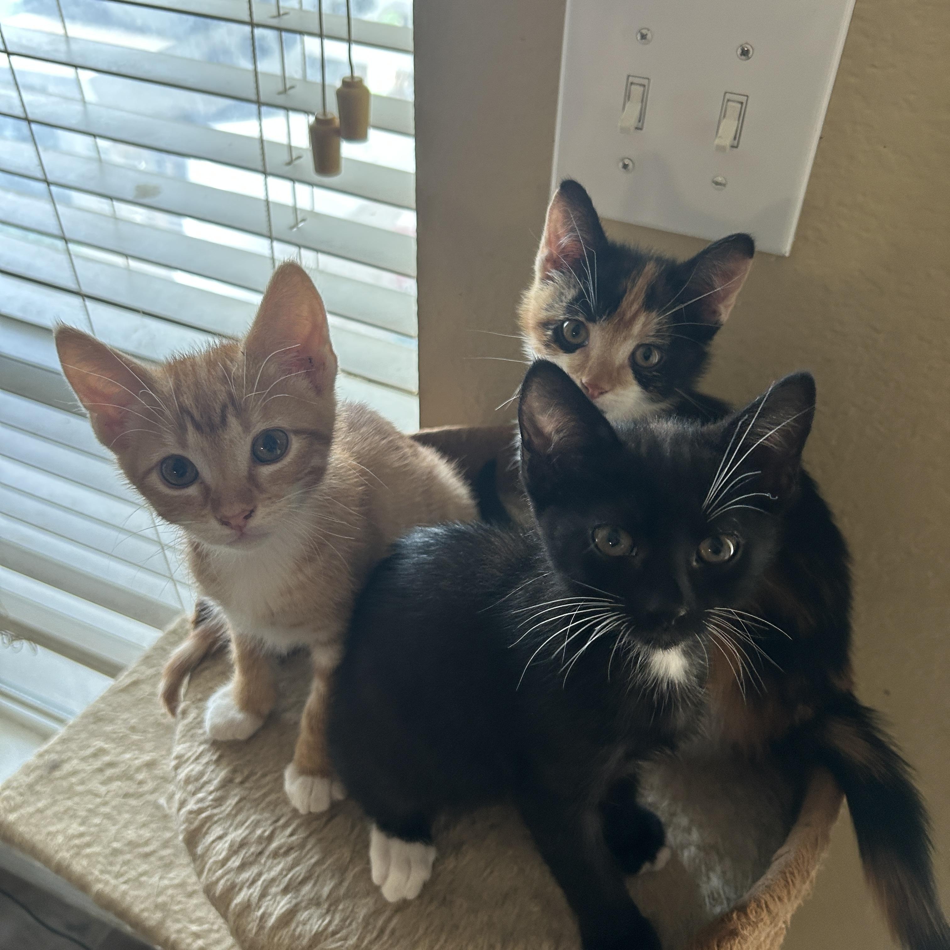 Calypso, an adopted mixed breed in Parker, TX image 6/6