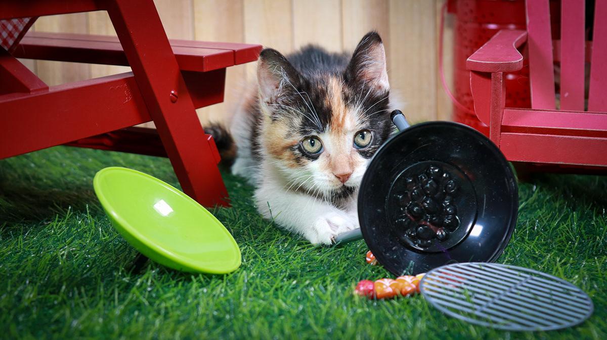 Calypso, an adopted mixed breed in Parker, TX image 2/6