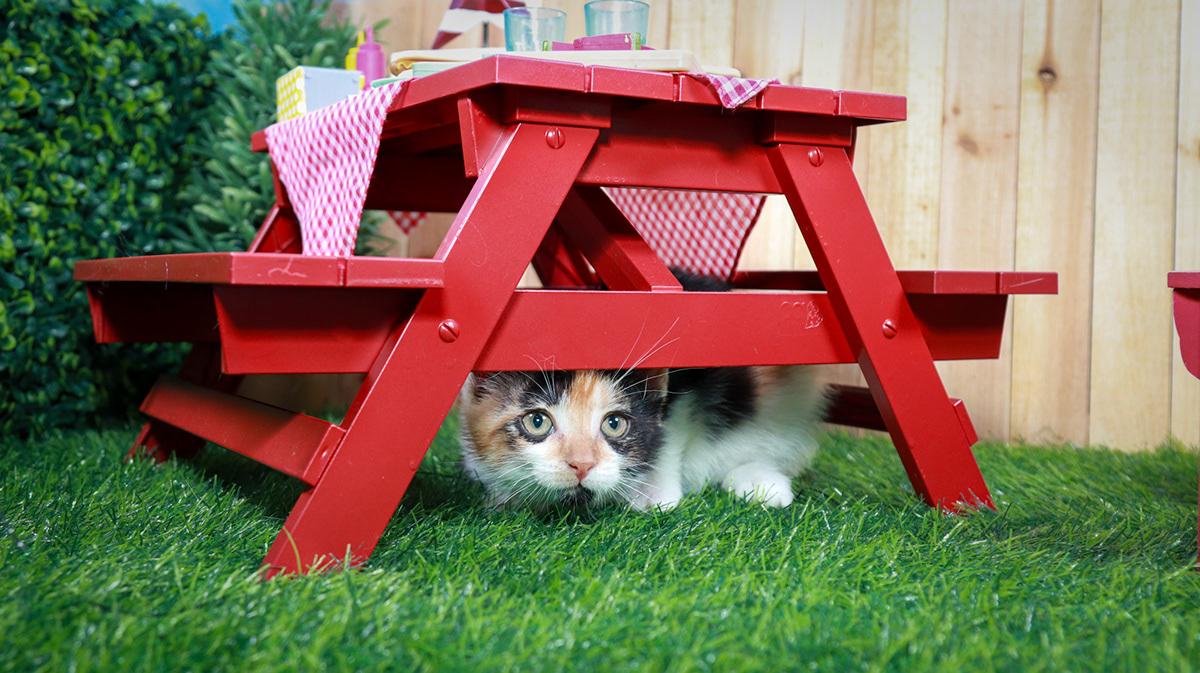 Calypso, an adopted mixed breed in Parker, TX image 3/6