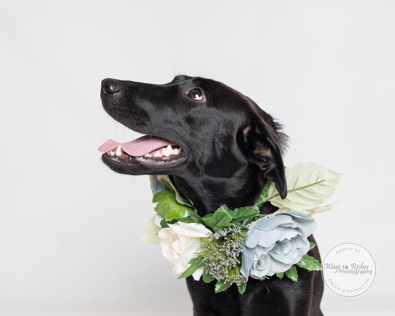 Enlarge Suzie - Adopted, a Adopted mixed breed in Southington, CT image 3/6