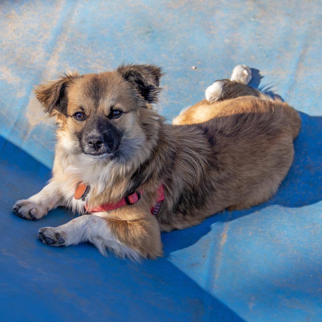 Enlarge Nala, a Adoptable mixed breed in Wichita, KS image 1/6