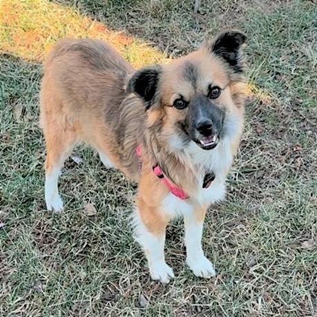 Enlarge Nala, a Adoptable mixed breed in Wichita, KS image 2/6