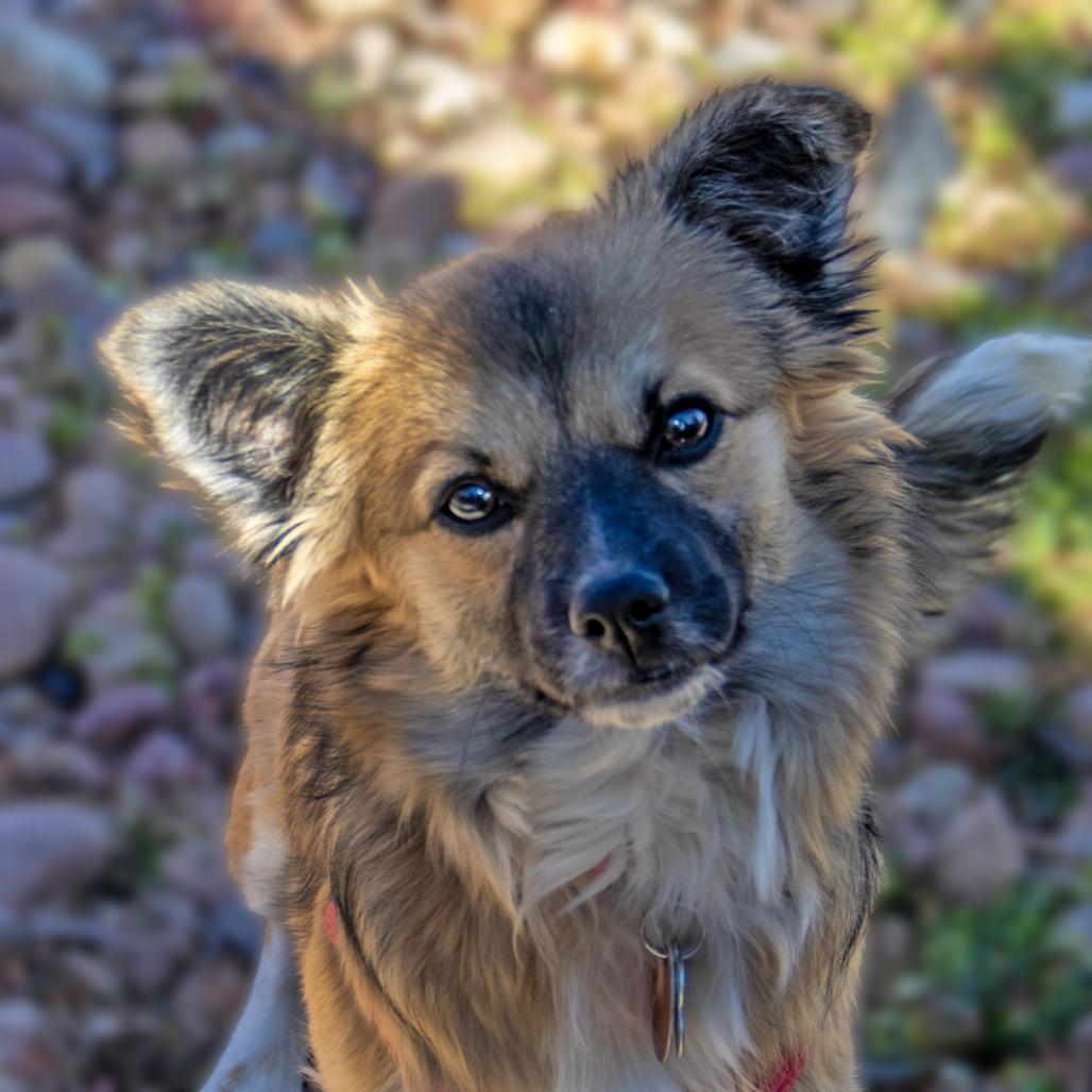 Enlarge Nala, a Adoptable mixed breed in Wichita, KS image 3/6