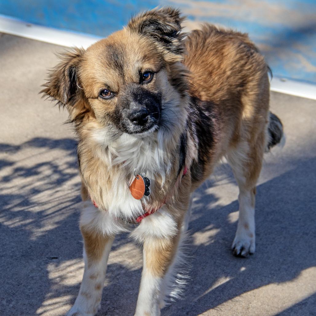 Enlarge Nala, a Adoptable mixed breed in Wichita, KS image 4/6