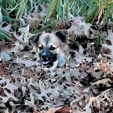 Enlarge Nala, a Adoptable mixed breed in Wichita, KS image 5/6