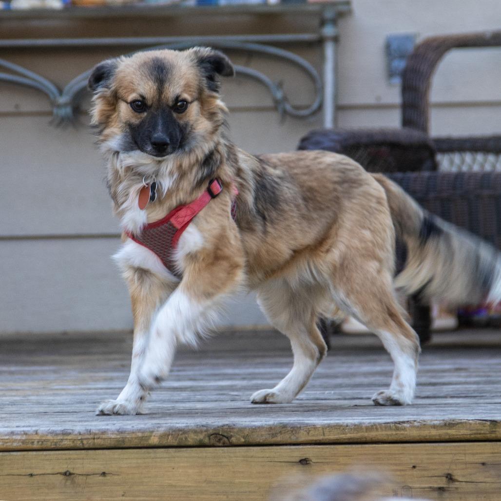 Enlarge Nala, a Adoptable mixed breed in Wichita, KS image 6/6