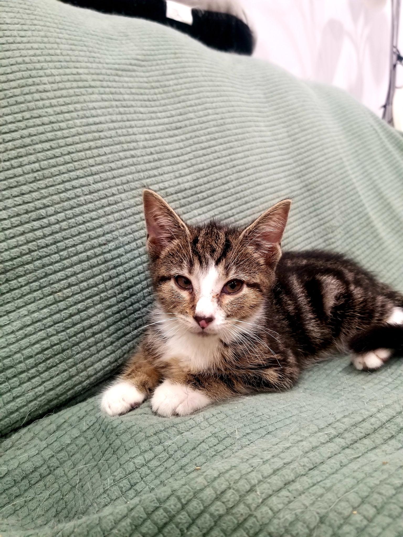David, a Adoptable Tabby in Brooklyn, NY image 1/3