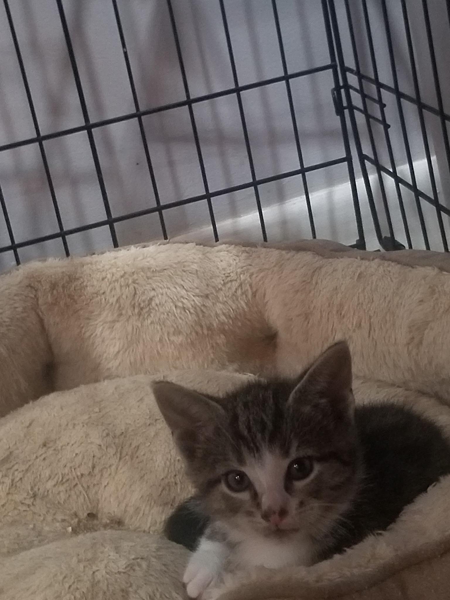 David, a Adoptable Tabby in Brooklyn, NY image 2/3