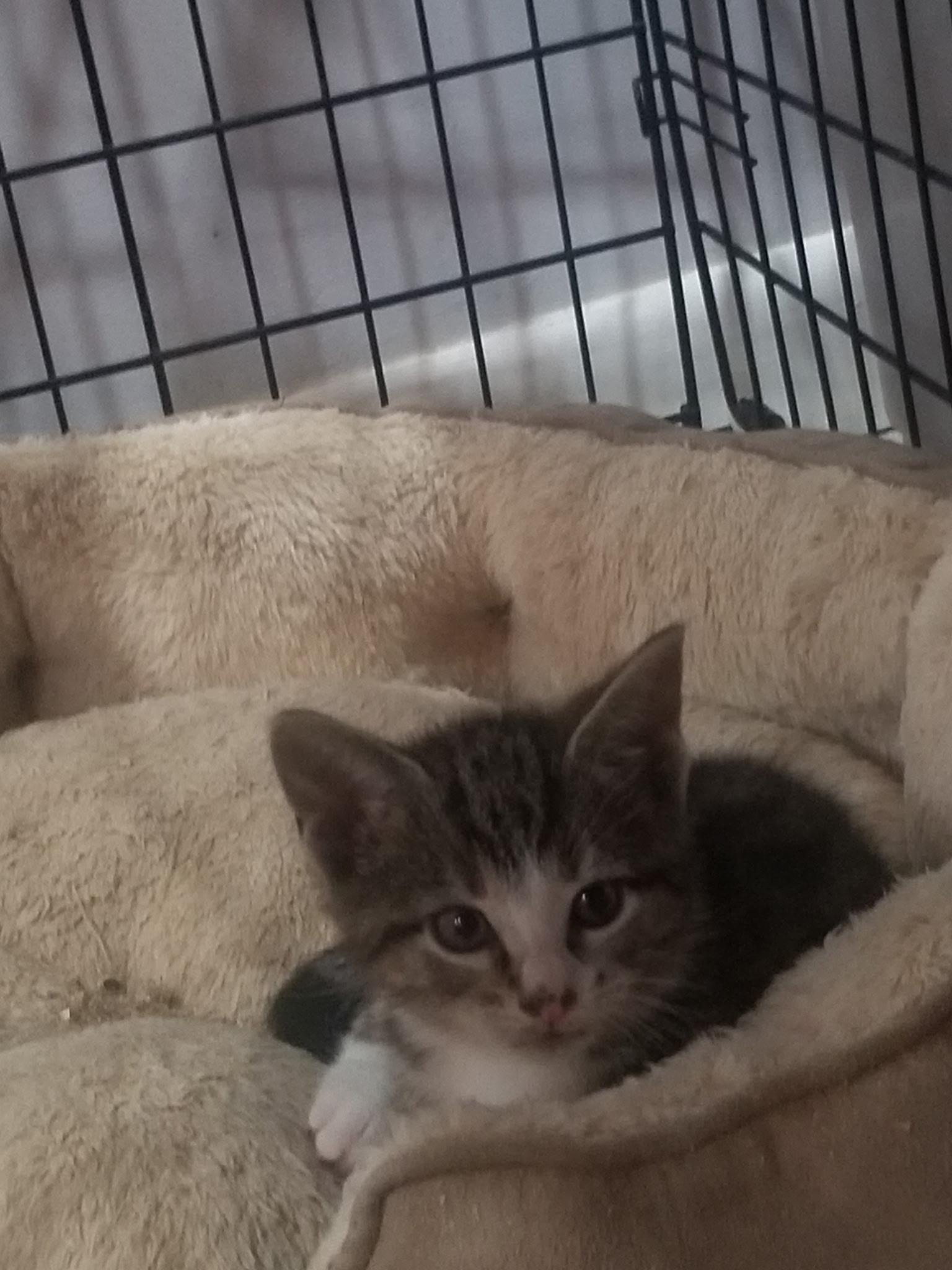 David, a Adoptable Tabby in Brooklyn, NY image 3/3