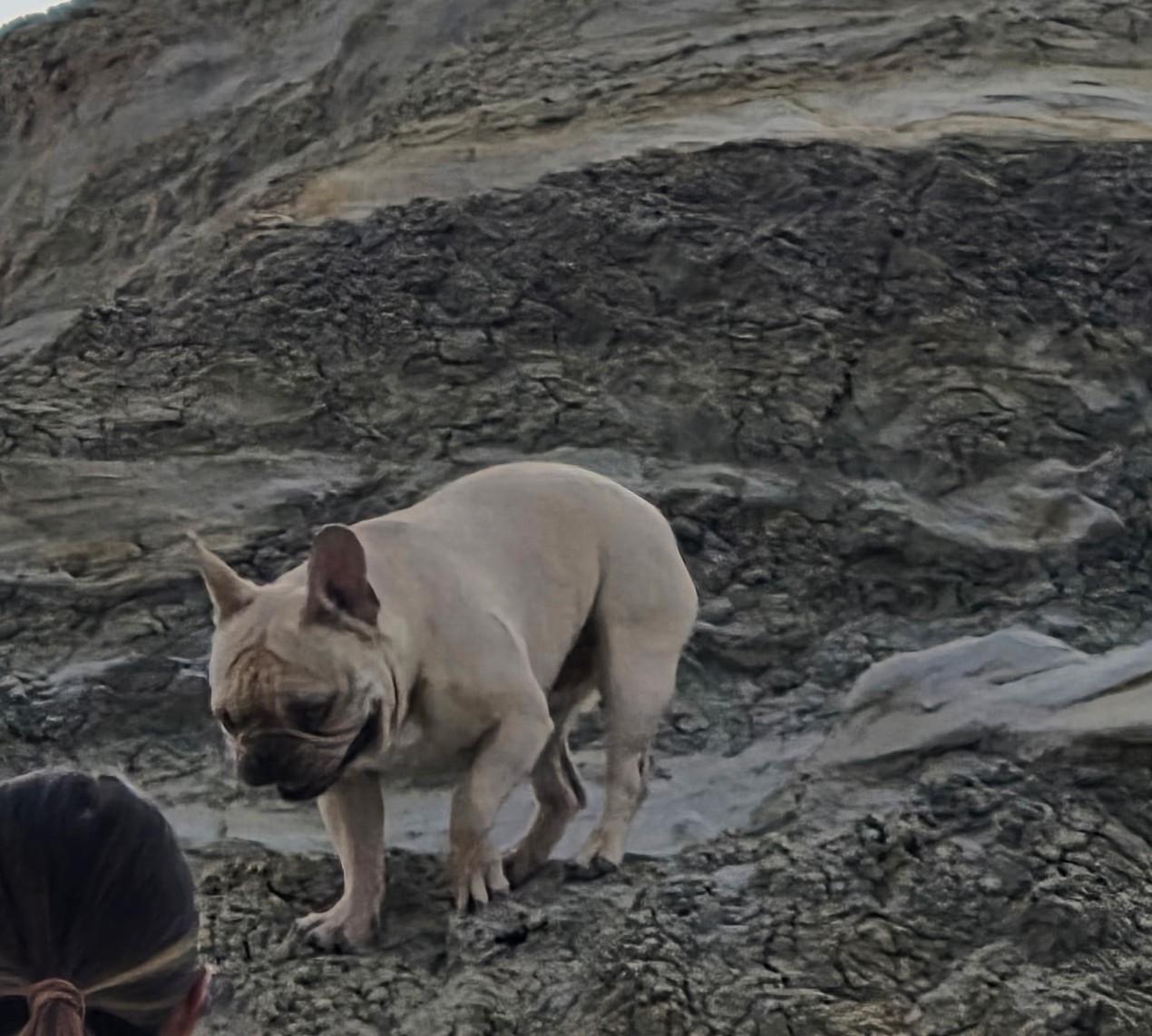 Stitch, ADOPTABLE, Young Male French Bulldog.