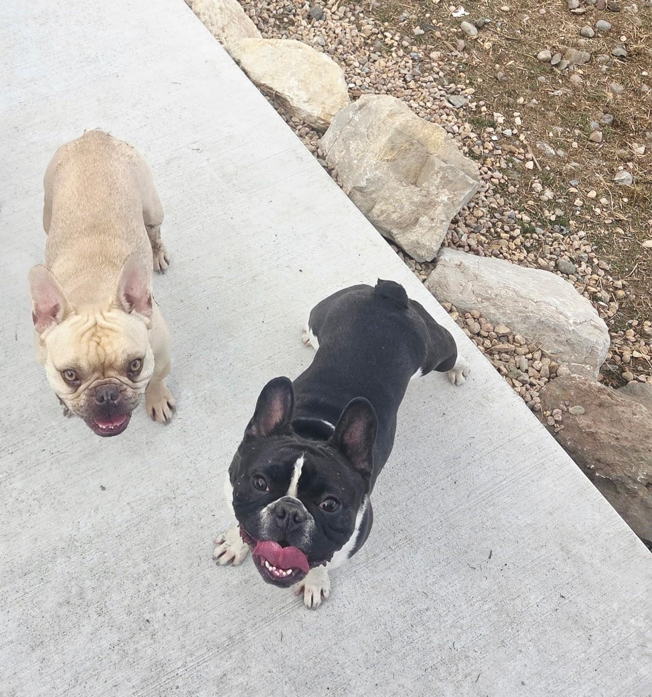 Stitch, a ADOPTABLE French Bulldog in Cody, WY image 2/2