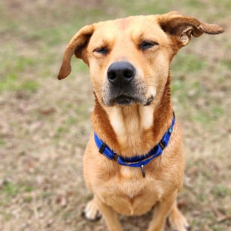 Enlarge RUFUS REDLOW, a Adoptable mixed breed in lawton, OK image 1/5