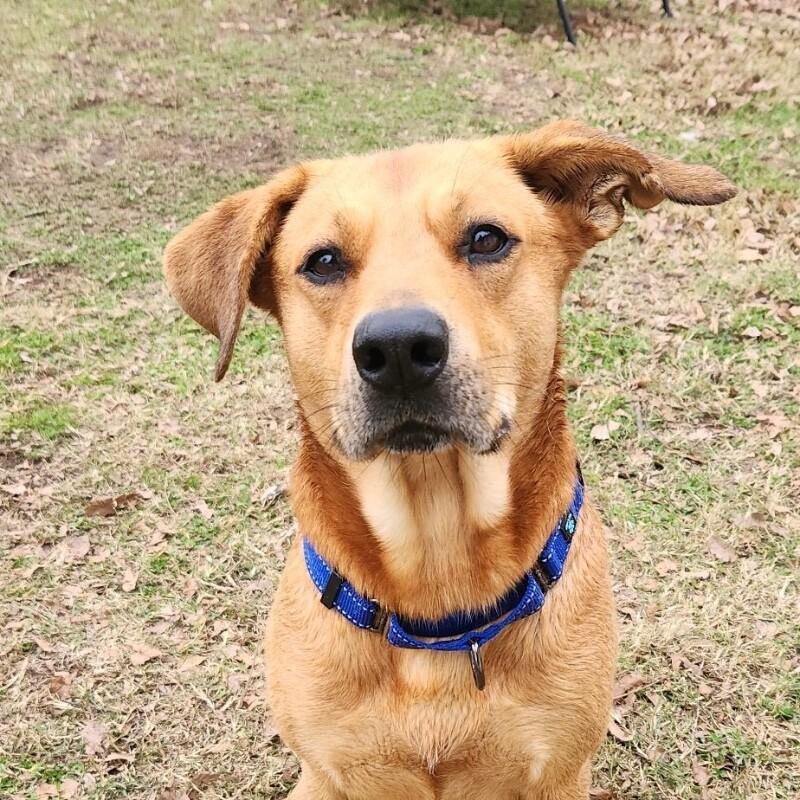 Enlarge RUFUS REDLOW, a Adoptable mixed breed in lawton, OK image 2/5