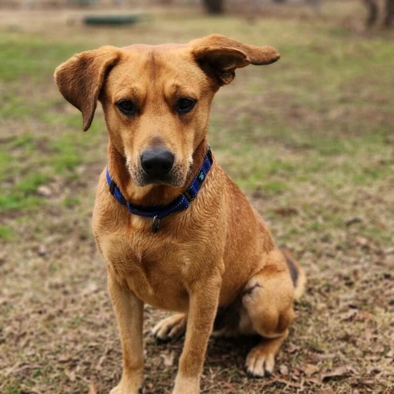Enlarge RUFUS REDLOW, a Adoptable mixed breed in lawton, OK image 3/5