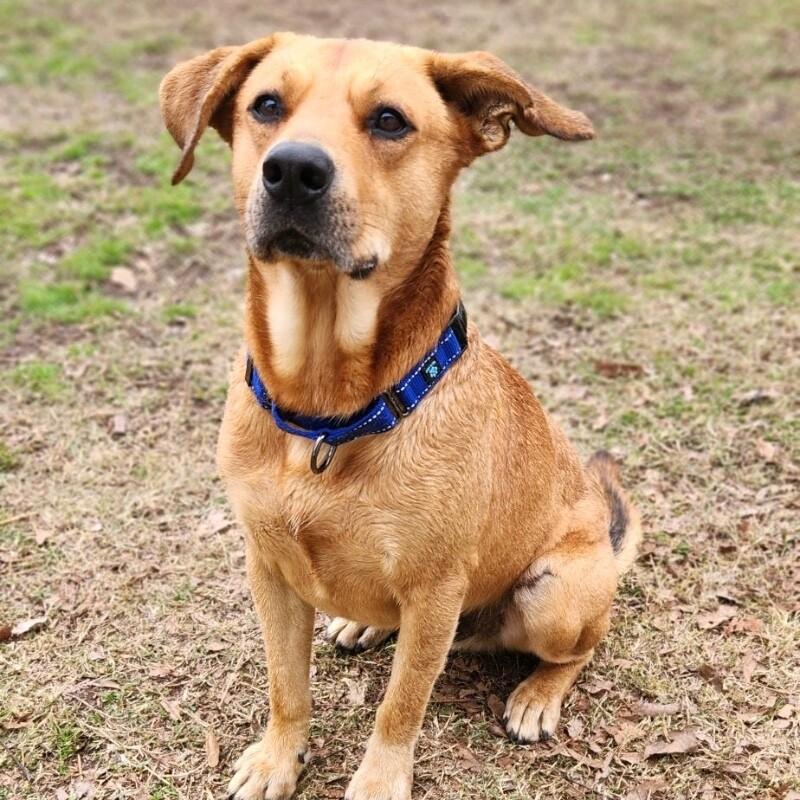 Enlarge RUFUS REDLOW, a Adoptable mixed breed in lawton, OK image 4/5