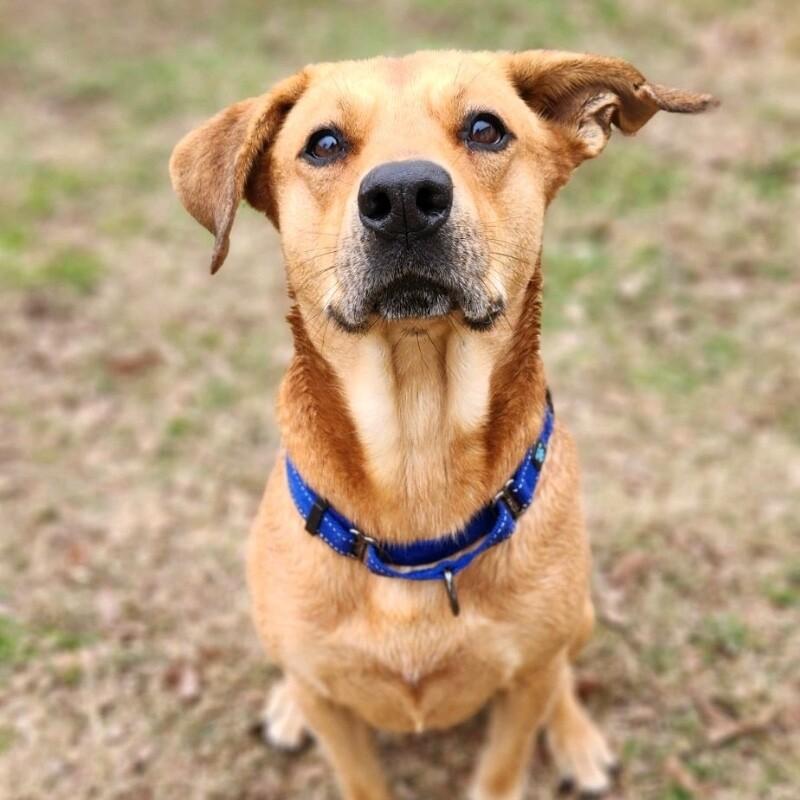 Enlarge RUFUS REDLOW, a Adoptable mixed breed in lawton, OK image 5/5