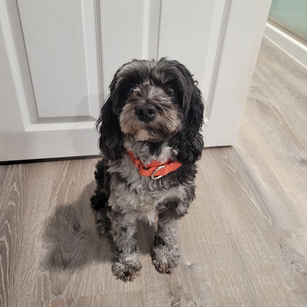 Enlarge Remi, a Adopted Cockapoo in Marine City, MI image 1/3