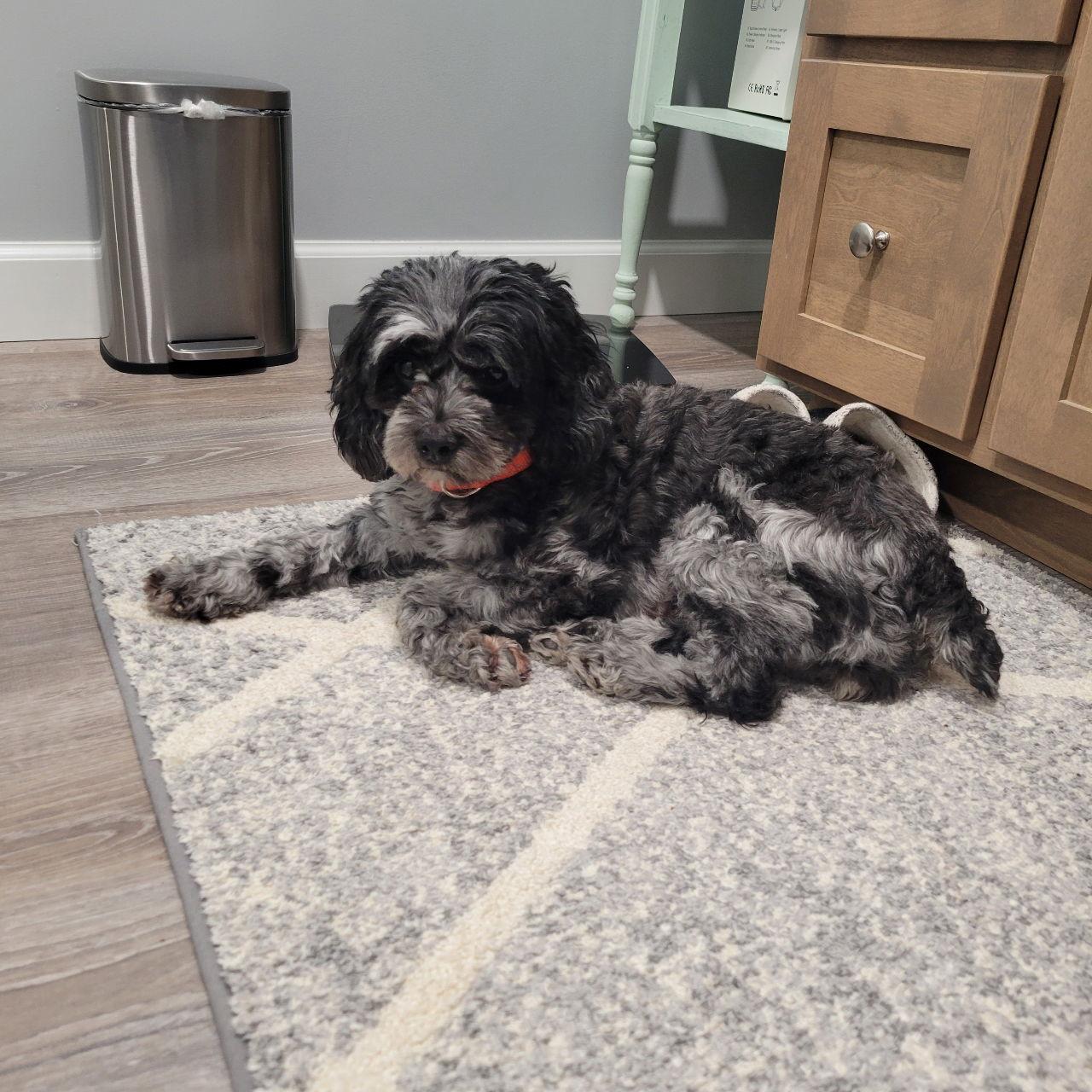 Enlarge Remi, a Adopted Cockapoo in Marine City, MI image 2/3