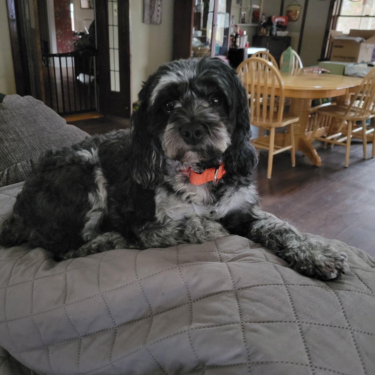 Enlarge Remi, a Adopted Cockapoo in Marine City, MI image 3/3