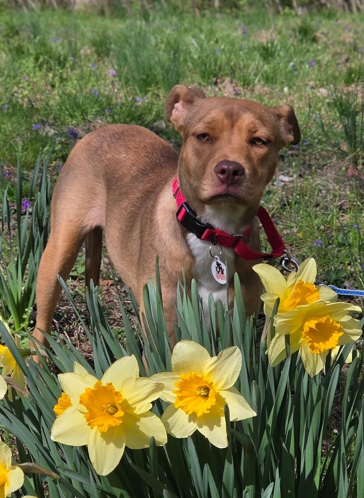 Violet - sister to Tinkerbell, Adoptable, Puppy Female American Staffordshire Terrier & Labrador Retriever.