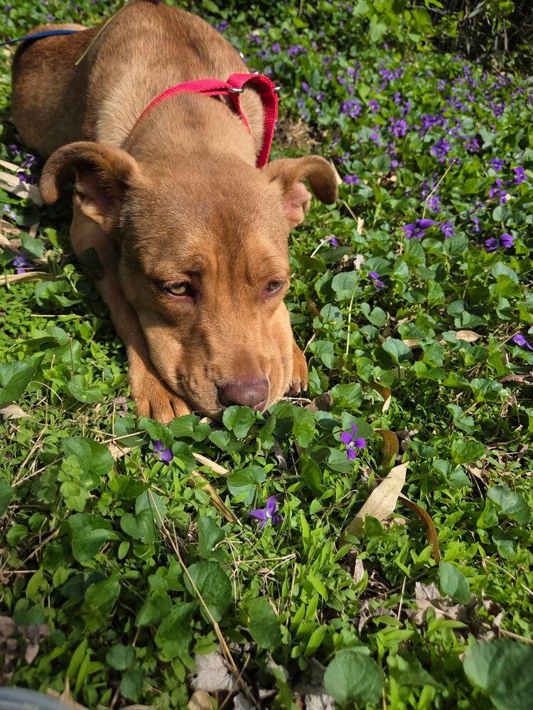 Enlarge Violet - sister to Tinkerbell, a Adoptable mixed breed in Lancaster, PA image 2/6
