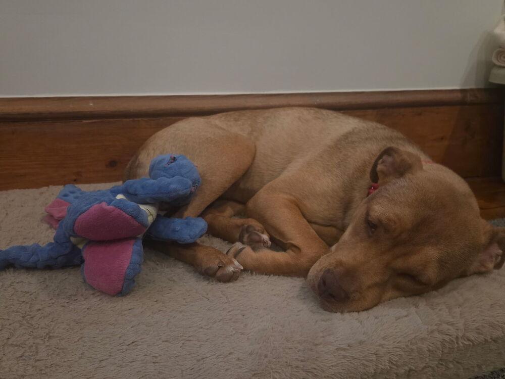 Enlarge Violet - sister to Tinkerbell, a Adoptable mixed breed in Lancaster, PA image 3/6