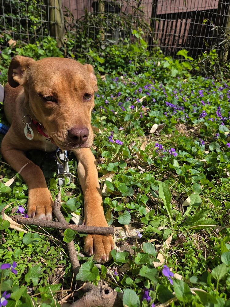 Enlarge Violet - sister to Tinkerbell, a Adoptable mixed breed in Lancaster, PA image 4/6