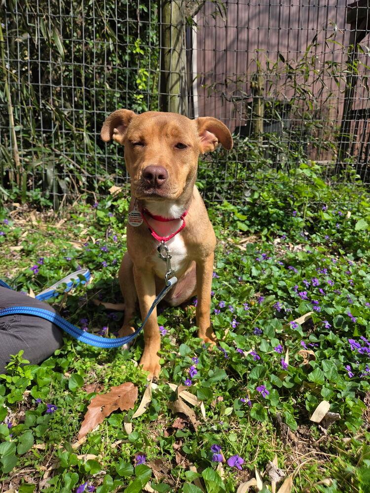 Enlarge Violet - sister to Tinkerbell, a Adoptable mixed breed in Lancaster, PA image 5/6
