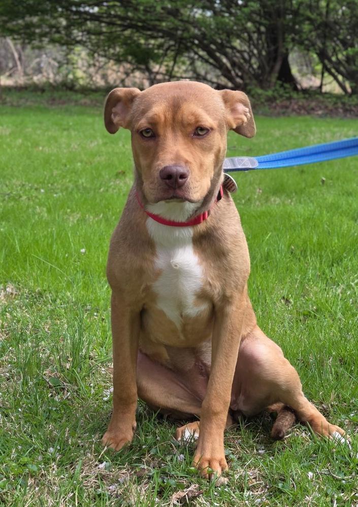 Enlarge Violet - sister to Tinkerbell, a Adoptable mixed breed in Lancaster, PA image 6/6